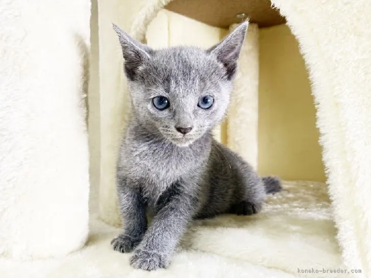 ID：2106-00329の子猫