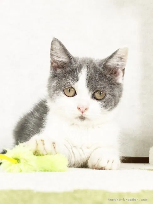 ID:2104-01644の子猫