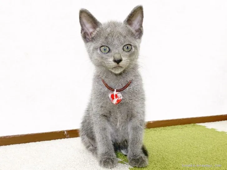 ID：2109-02594の子猫