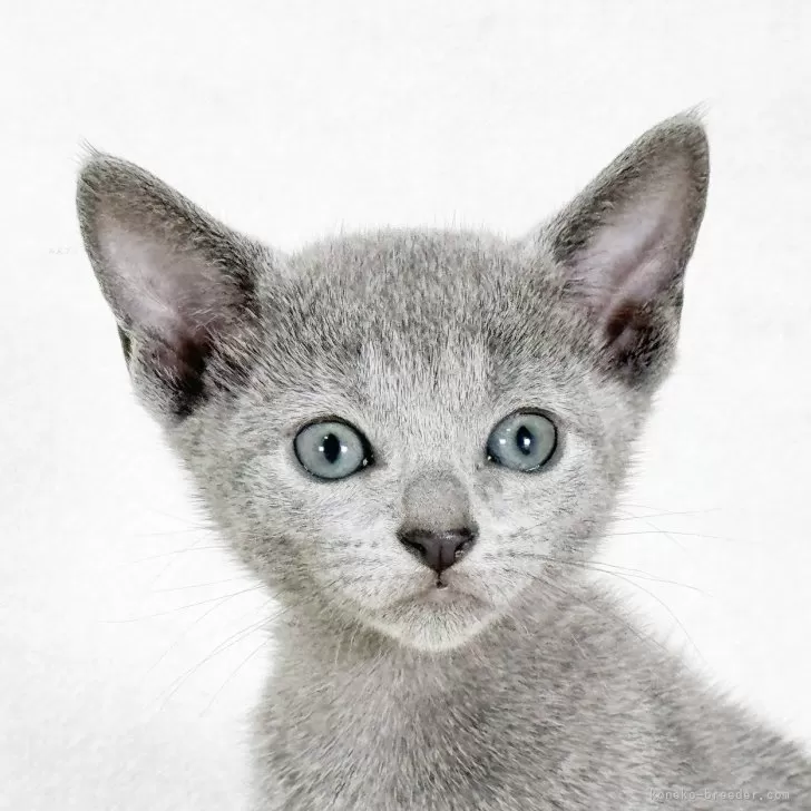 ID:2410-00140の子猫