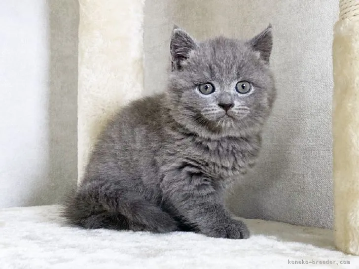ID：2106-00337の子猫