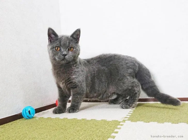 ID:2203-01740の子猫