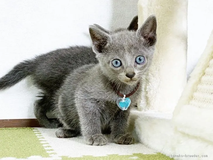 ID:2109-02592の子猫