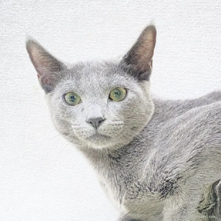 ID:2311-00028の子猫