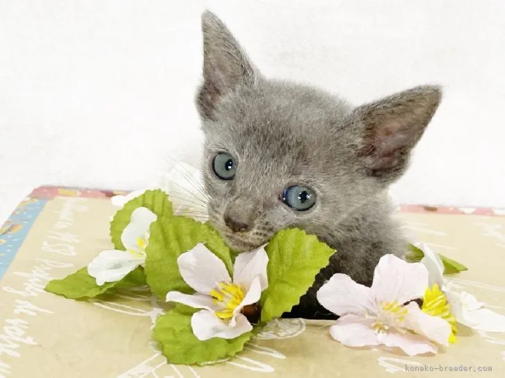 ID：2106-00330の子猫
