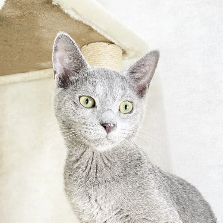 ID：2307-03115の子猫