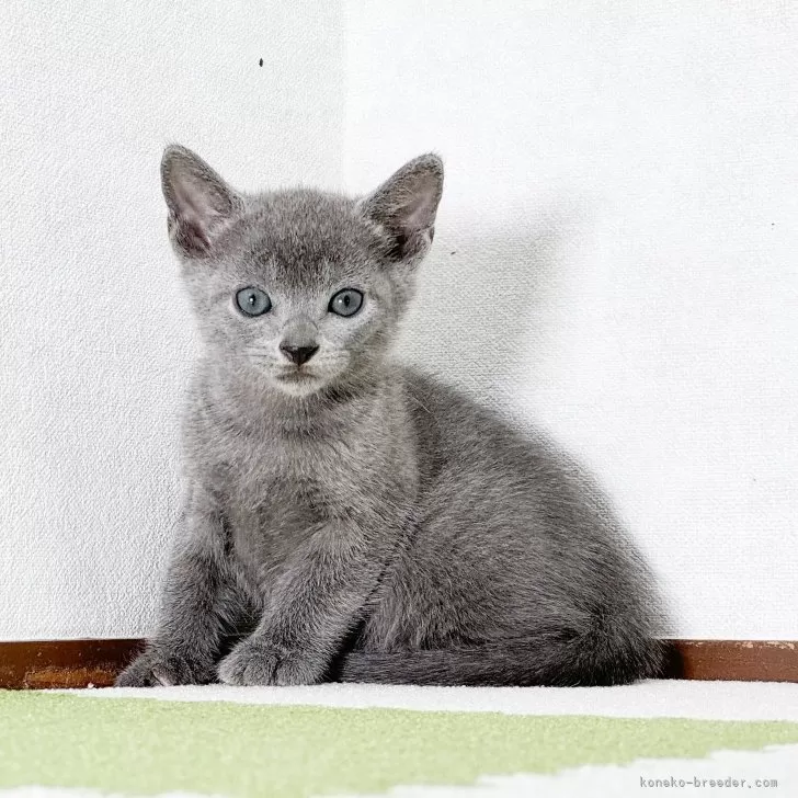 ID:2410-00139の子猫