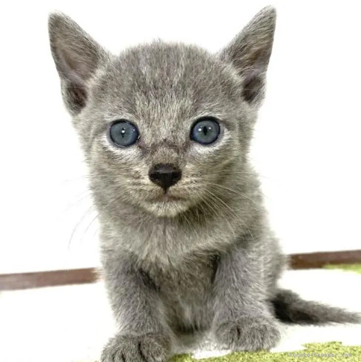 ID:2208-01157の子猫