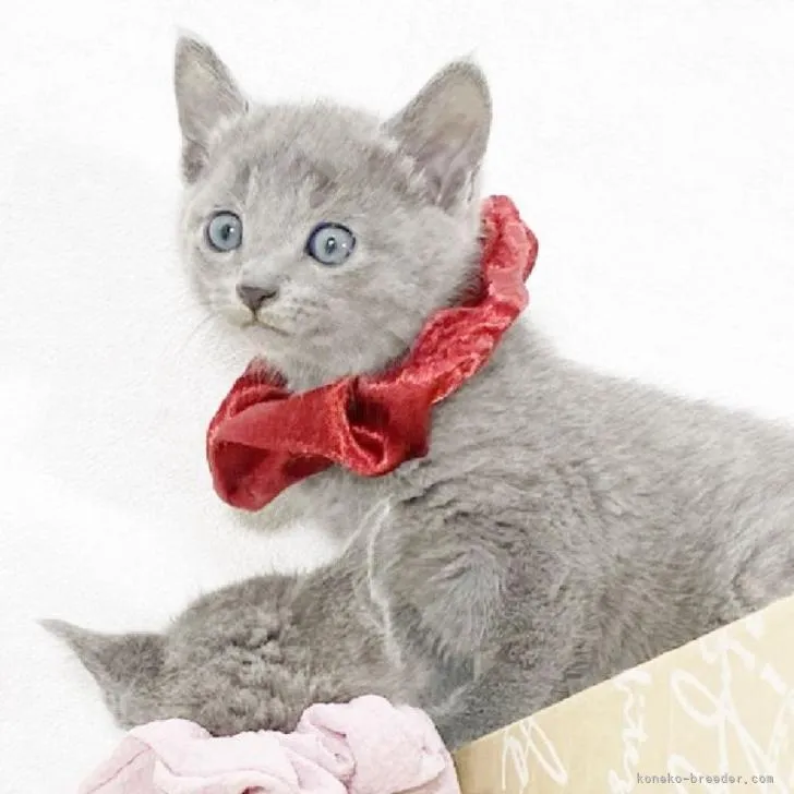 ID:2212-00179の子猫