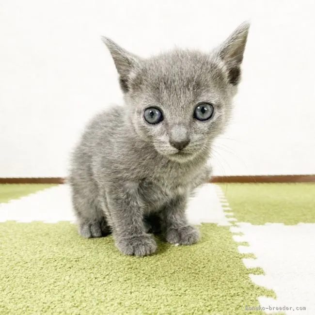 ID：2103-02104の子猫