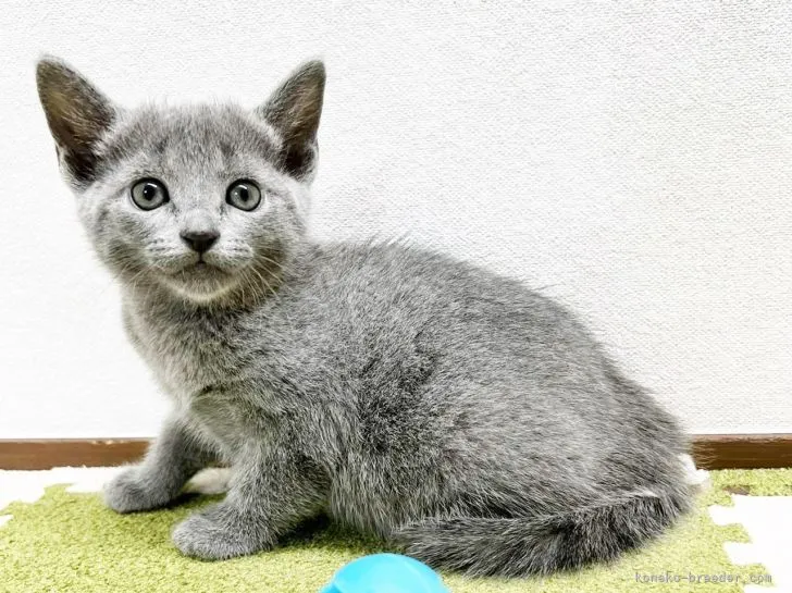 ID：2205-01716の子猫