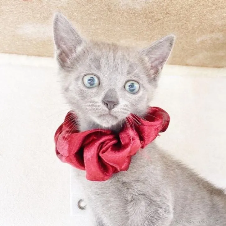 ID:2211-01044の子猫