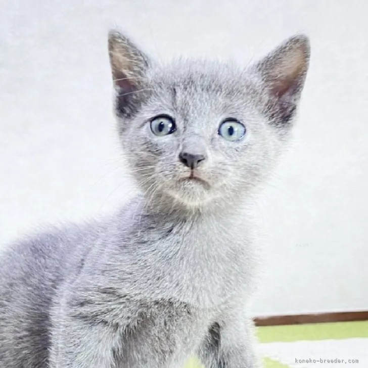 ID:2311-00029の子猫