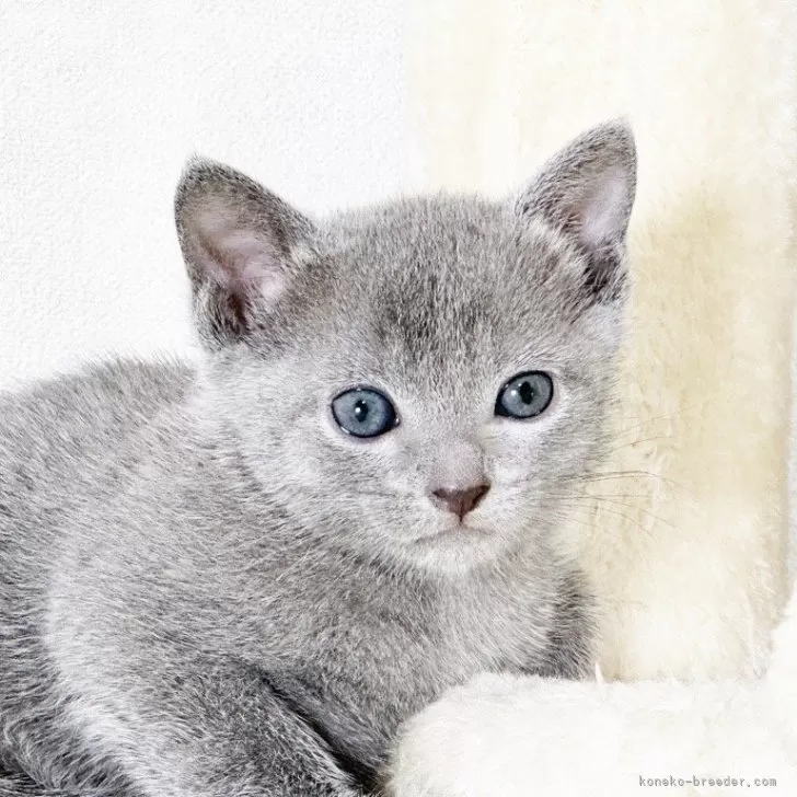 ID:2405-02708の子猫