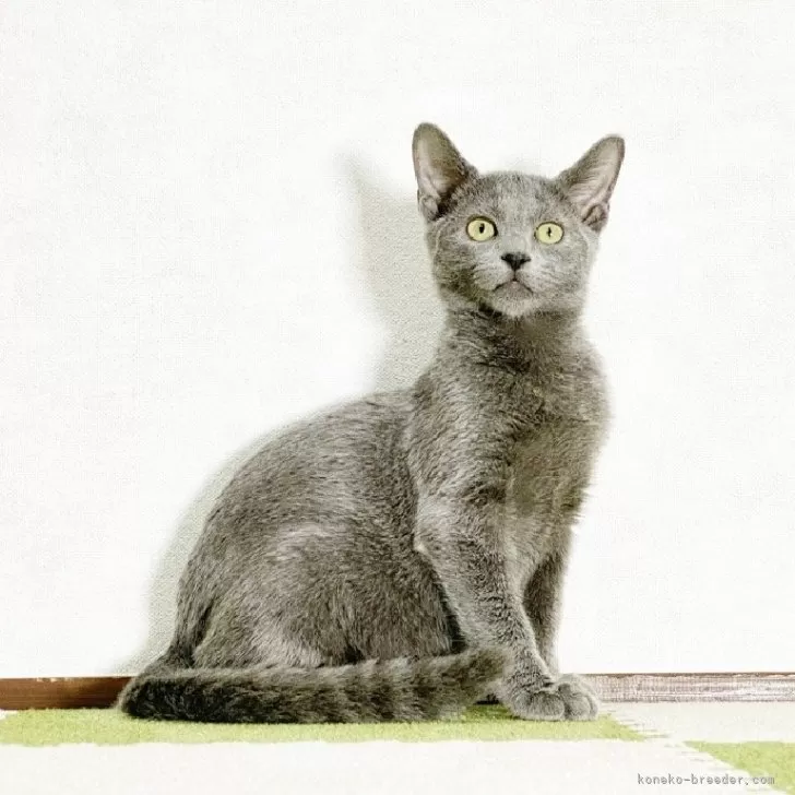 ID：2312-01982の子猫