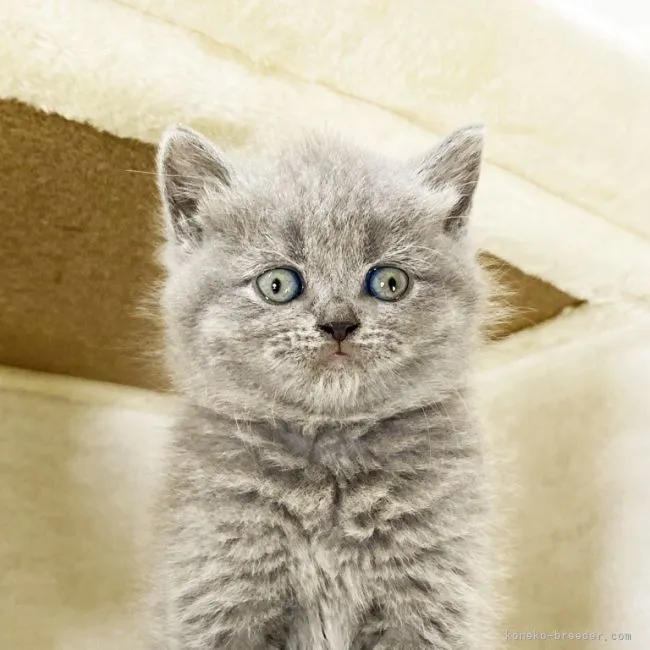 ID：2104-01645の子猫