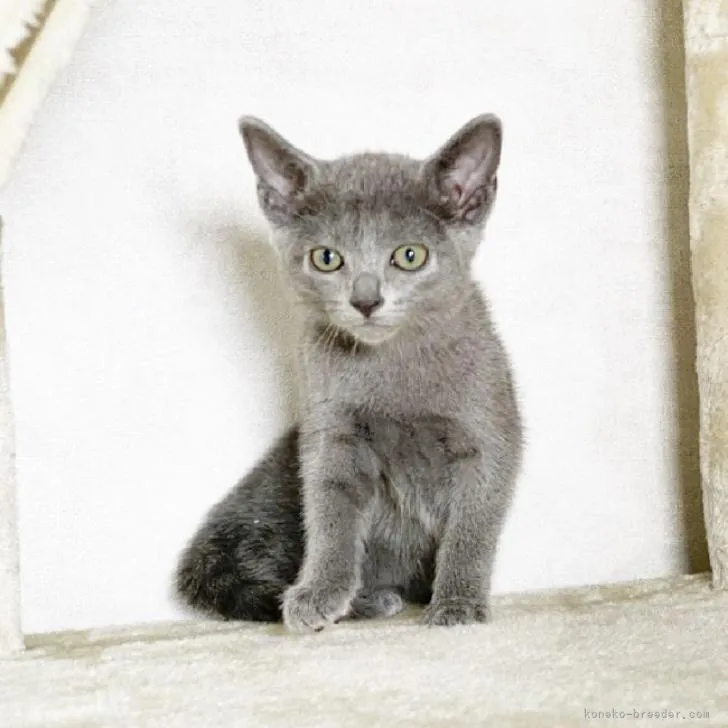 ID：2210-00781の子猫