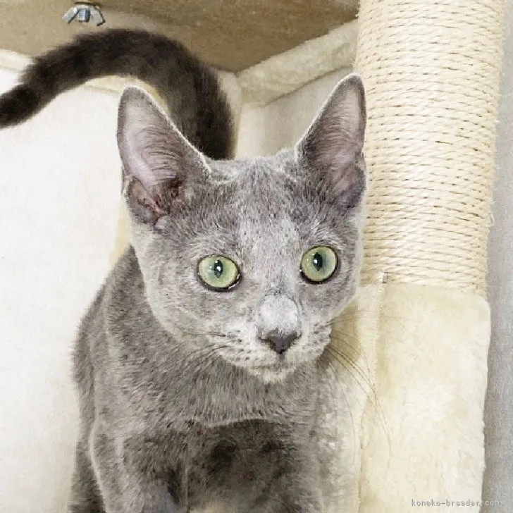 ID：2307-03146の子猫