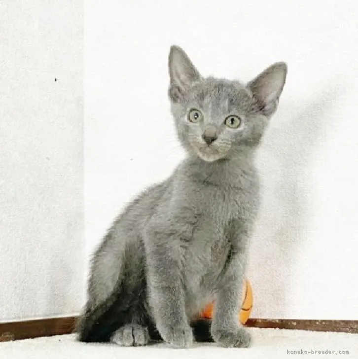 ID:2210-00772の子猫