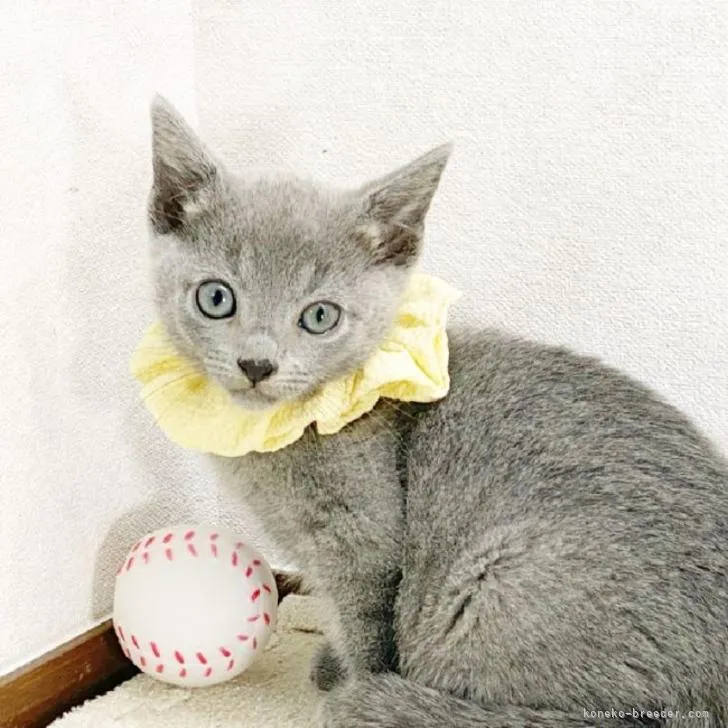 ID：2212-00186の子猫