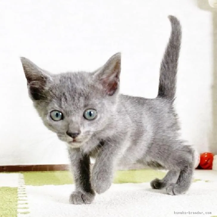 ID:2210-00777の子猫