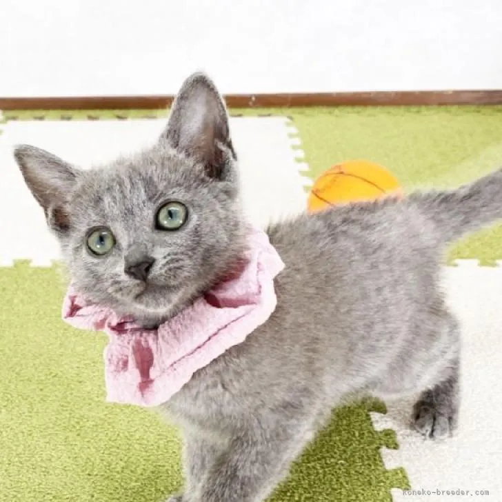 ID：2211-01045の子猫