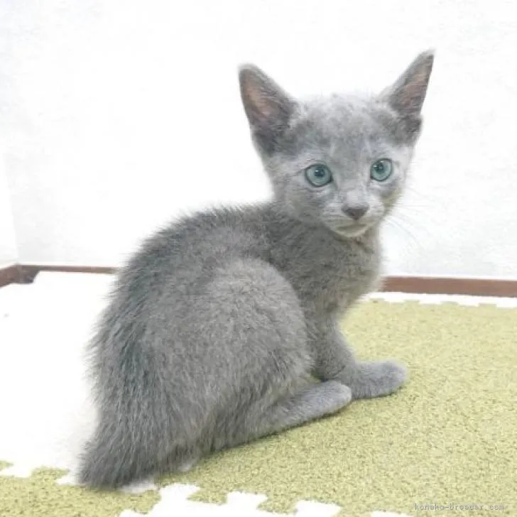 ID：2207-00190の子猫