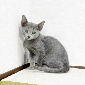 ロシアンブルー【福岡県・男の子・2022年6月27日・ブルー】の写真「即日お迎え可！パパ遺伝子検査クリア」