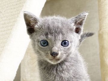 ロシアンブルー【福岡県・女の子・2021年5月11日・ブルー】の写真「つぶらな瞳のかわいい女の子♡パパPK、PKDクリア」