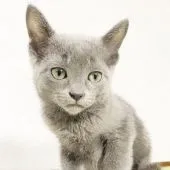 ロシアンブルー【福岡県・男の子・2021年1月26日・ブルー】の写真1