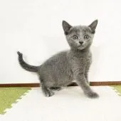 ロシアンブルー【福岡県・女の子・2021年2月22日・ブルー】の写真1