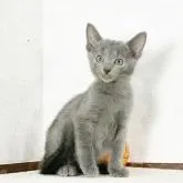 ロシアンブルー【福岡県・男の子・2022年8月16日・ブルー】の写真1