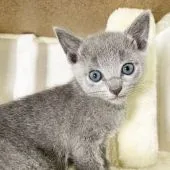 ロシアンブルー【福岡県・男の子・2021年2月22日・ブルー】の写真2