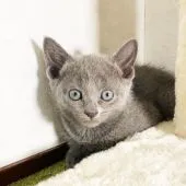 ロシアンブルー【福岡県・女の子・2021年2月22日・ブルー】の写真2