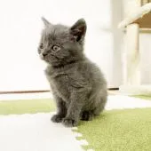 ブリティッシュショートヘア【福岡県・男の子・2021年3月7日・ブルー】の写真2