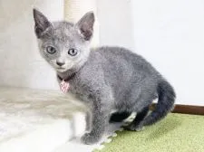 ロシアンブルー【福岡県・女の子・2021年8月9日・ブルー】の写真2