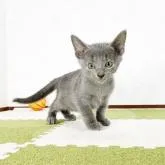 ロシアンブルー【福岡県・男の子・2022年8月16日・ブルー】の写真2