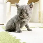 ブリティッシュショートヘア【福岡県・男の子・2021年3月7日・ブルー】の写真3