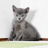 ロシアンブルー【福岡県・男の子・2024年8月20日・ブルー】の写真3