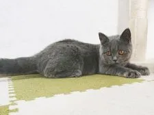 ブリティッシュショートヘア【福岡県・男の子・2021年10月10日・ブルー】の写真3