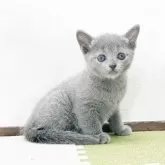 ロシアンブルー【福岡県・女の子・2024年4月16日・ブルー】の写真3