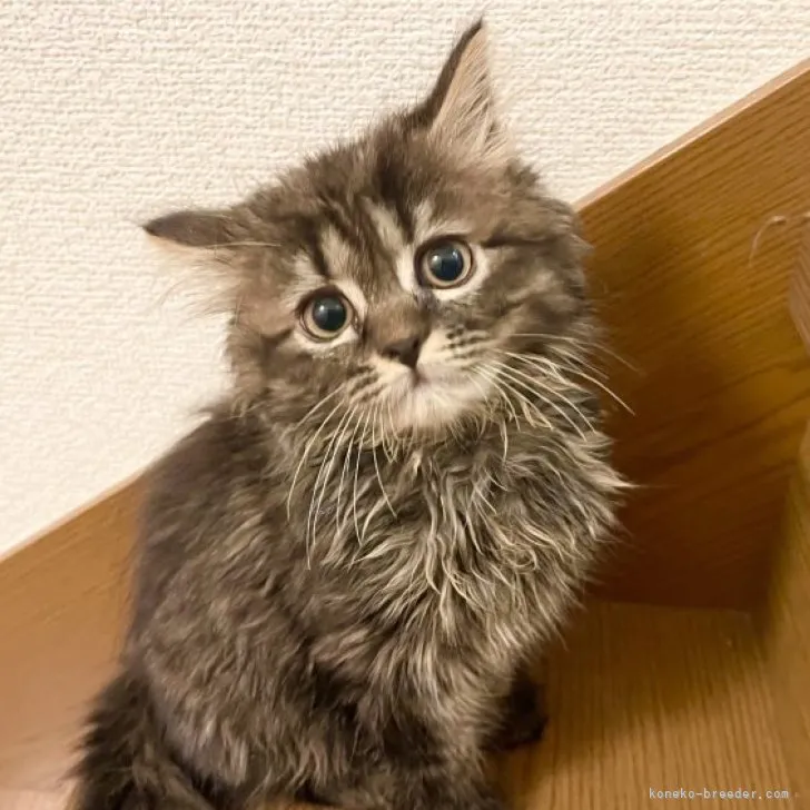 ID：2307-01365の子猫
