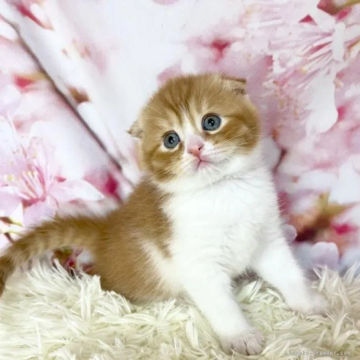 ID:2302-02105の子猫