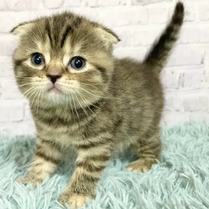 ID：2306-01011の子猫