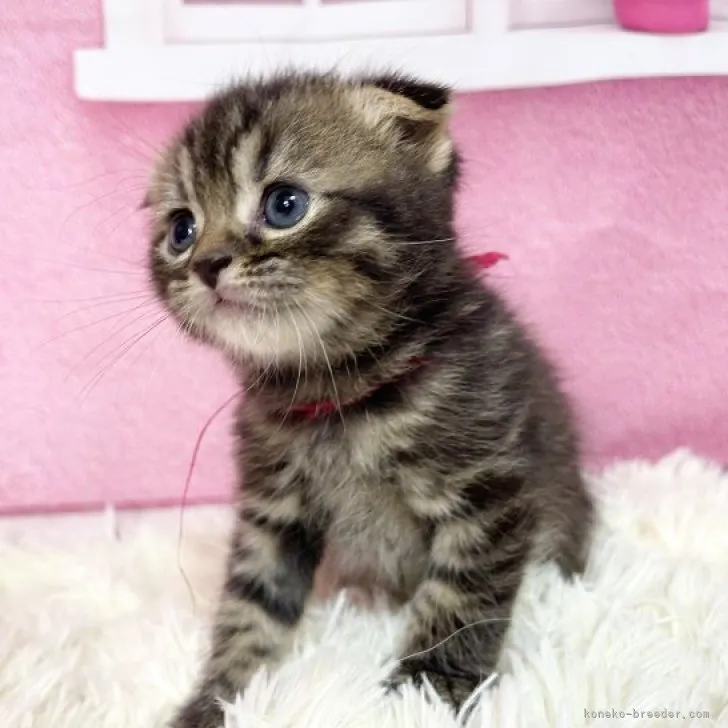 ID:2305-00117の子猫