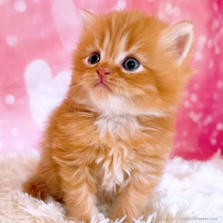 ID：2410-02384の子猫