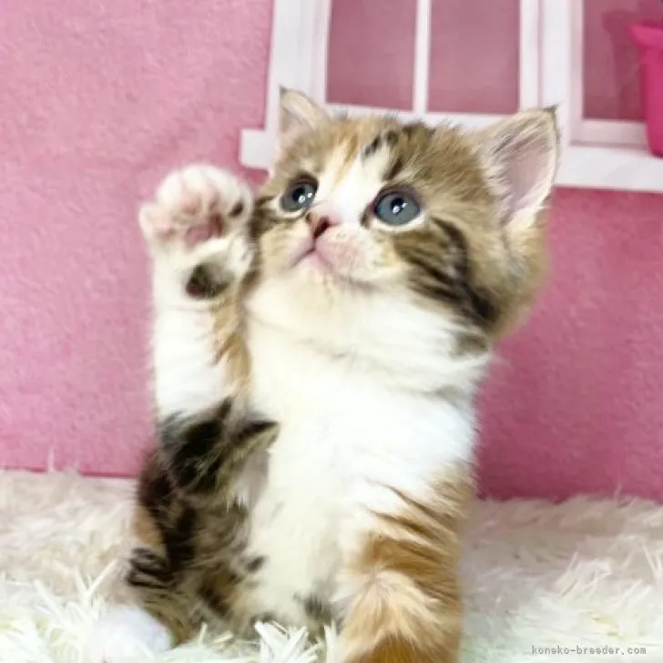 ID:2307-01769の子猫