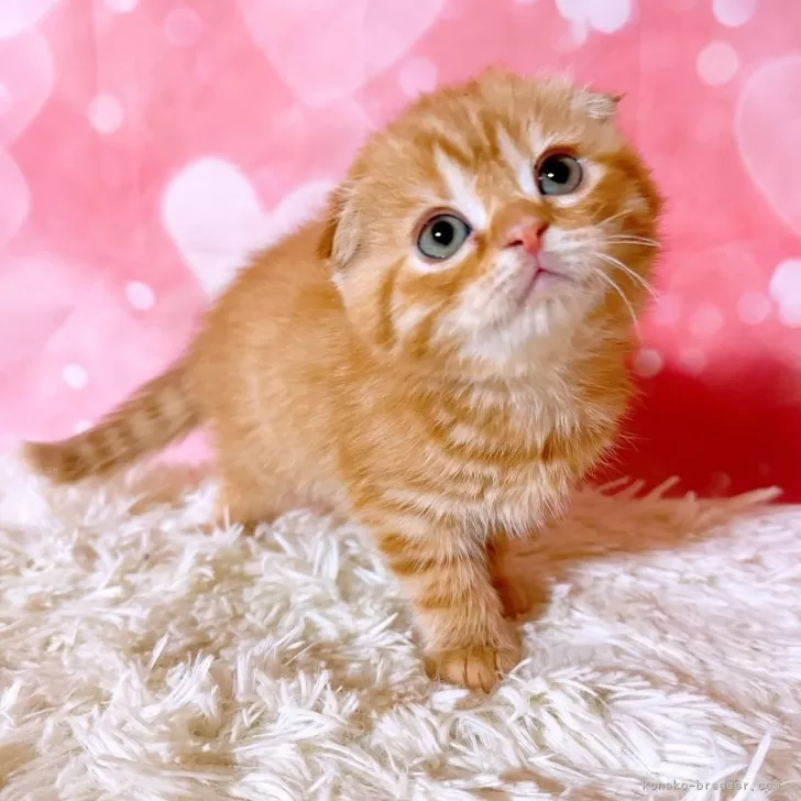 ID:2401-02643の子猫