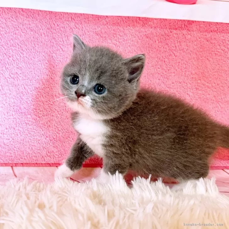 ID:2406-02369の子猫