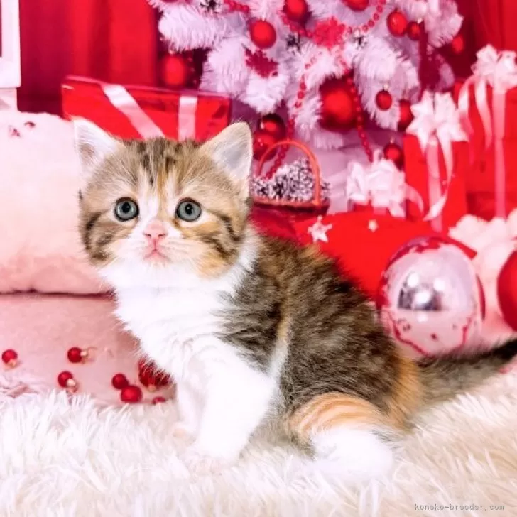 ID:2312-00325の子猫